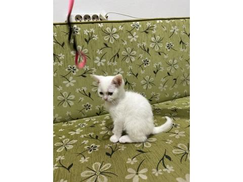 2 Aylık Erkek Beyaz British Shorthair