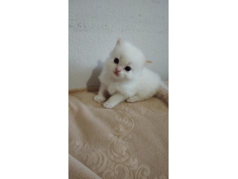 British Bebek Kediler