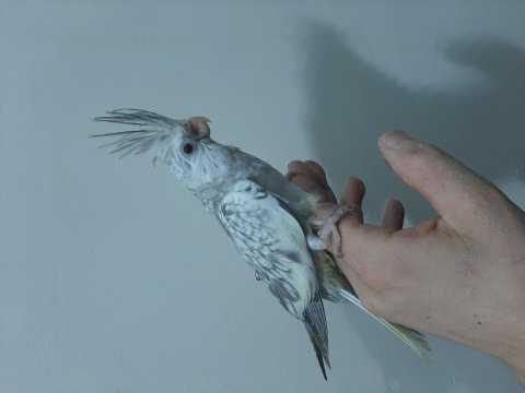 Sultan Papağan Yavrusu 45 Günlük