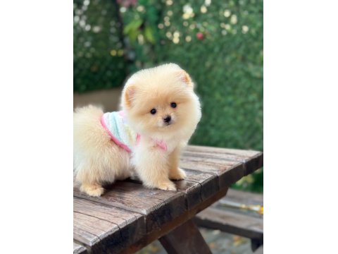 Gülen Yüz Pomeranian Yavrular