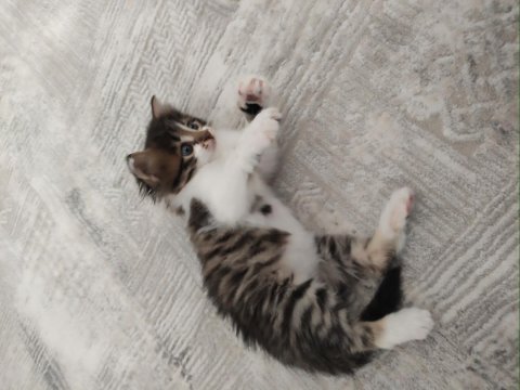 Kedimize Merhametli Bir Yuva Arıyoruz