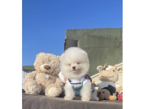Ayı Surat Pomeranian Boo Yavrular