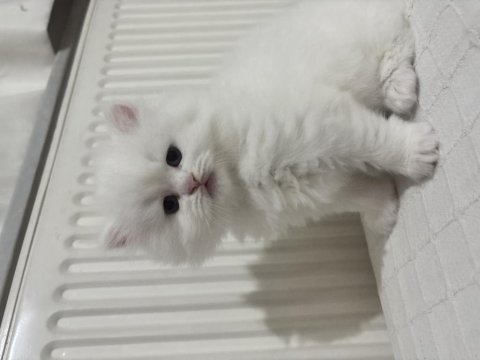 British Longhair Yavrusu