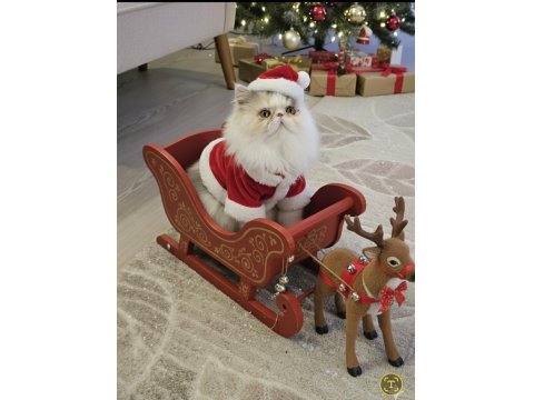 Pure Persian Bebeklerim Yuva Ariyor