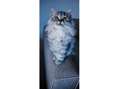 Pamuk Gibi Yün Yumağı Chinchilla Yavrum