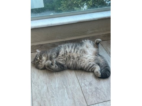 British Shorthair Kedimiz Ceyar