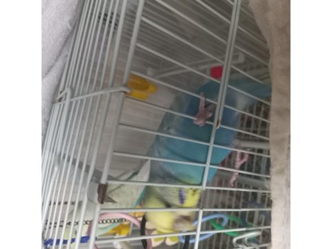 Nadir Irklı Muhabbet Kuşu