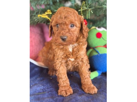 16 Yıllık İşletmeden Saf Kan Garantili Poodle Yavruları