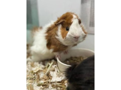 Rengarenk Çok Tatlı Ginepig Yavrular