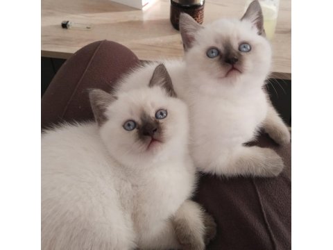 Evinizin Neşesi British Shorthair Bebekler