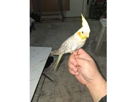 2 Aylık Yeni Yeme Düşen Sultan Papağanı