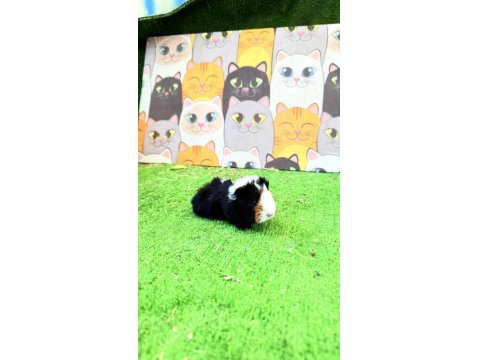 Ginepig 1 Aylık Yavru