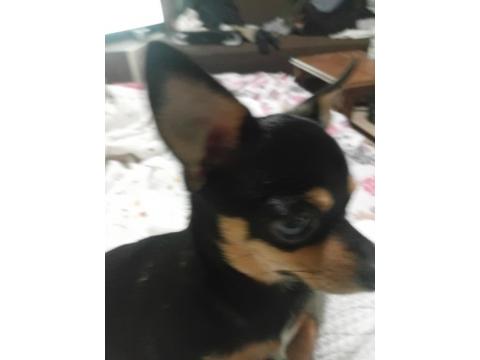 2 Yaşında Dişi Wc Eğitimli Çok Özel Anatomi Chihuahua