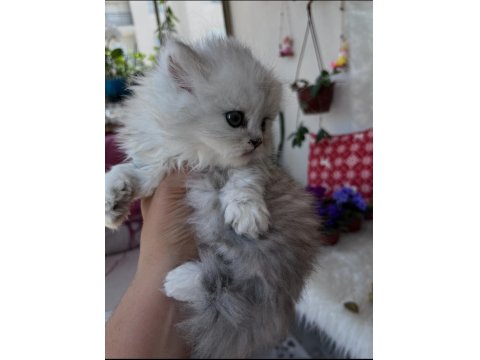 British Longhair Erkek Silver Yeşil Göz