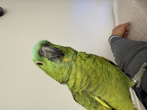 Konuşan Gülen Amazon Papağanı Blue Front