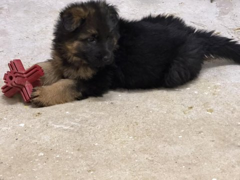 Şampiyon Alman Kurdu Yavruları