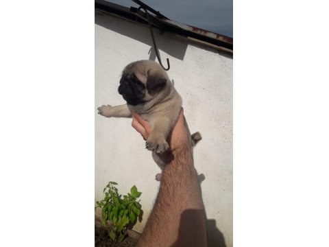 Kaliteli Pug Yavru İsteyene Yardımcı Olurum
