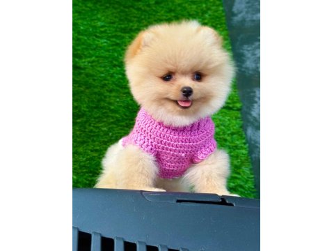 Orijinal Güler Yüzlü Show Kalite Pomeranian Yavrumuz