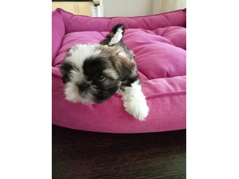 Ev Ortamında, Anne Altından Harika Shih Tzu Bebekler