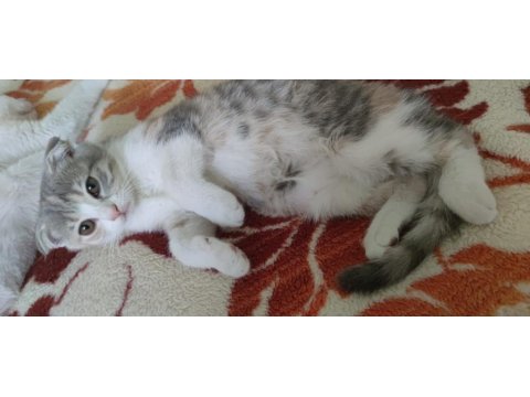 Scottish Fold Kedimiz Sahibini Arıyor