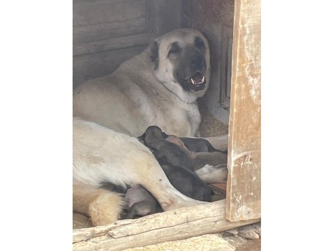 Sivas'ın Has Kangal Yavruları