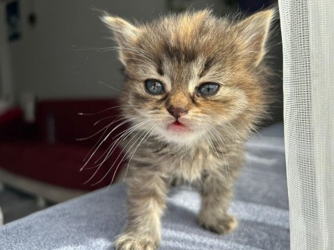 2 Aylık Yavru Dişi British Longhair