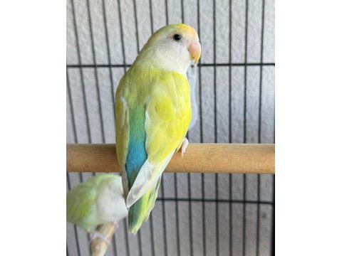 Sevda Papağanımız