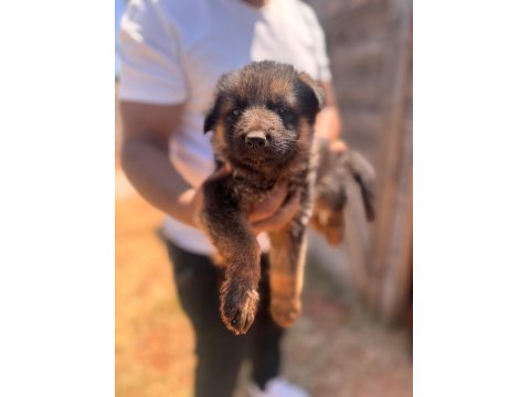 Koruma İçgüdüsü Yüksek Alman Kurdu