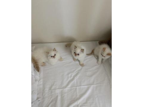 Mavi Gözlü İran Kedisi Yakışıklılar Yeni Yuvasına Hazır