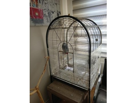 Eğitimli Jako Papağanı