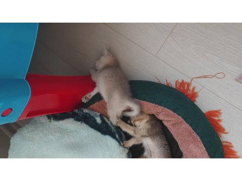 İnanılmaz Tatlı Exotic Shorthair Yavruları