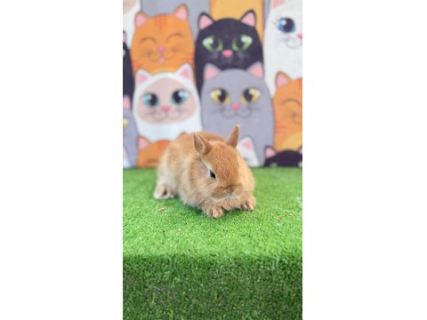 Cüce Tavşan Yavruları Gönderim Yapılır