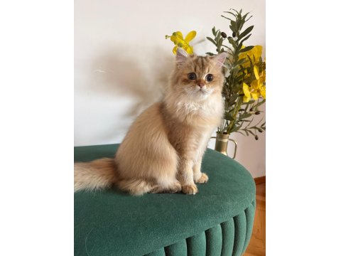 British Longhair Kızlar