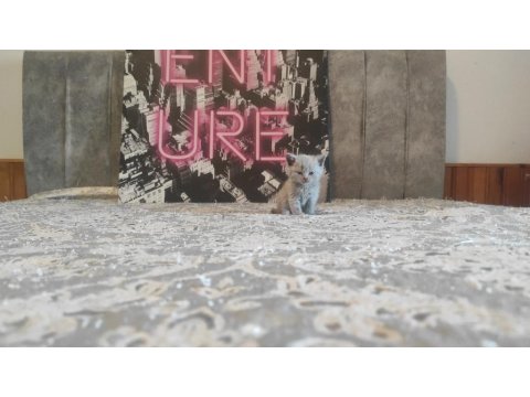 Lilac Ve Beyaz Renkli British Yavrular