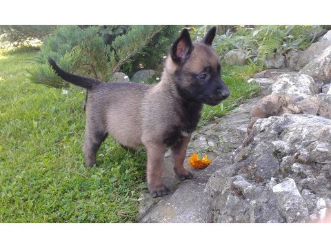 Belçika Malinois Köpeği Yavruları