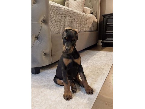 Son Hasım Bükücü Doberman Yavrular