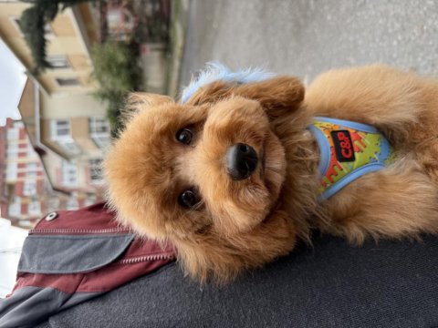 Toy Poodle Eğitimli 7.5 Aylık