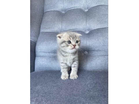 Gri Scottish Fold Yavru