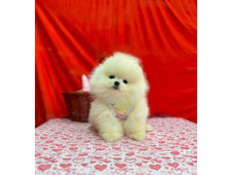 Safkan Pomeranian Boo Yavrularımız