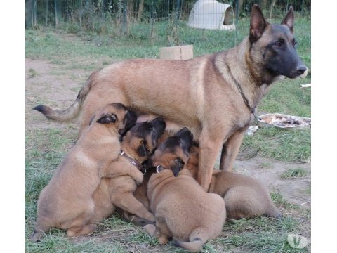 Belçika Kurdu (Malinois) Yavruları