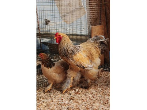 Buff Barret Brahma Kuluçkalık Yumurta