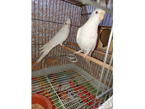 Takım Albino Sultan Papağanım