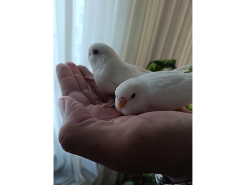 Albino Yavru Muhabbet Kuşlar