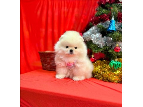 Safkan Pomeranian Boo Yavru Köpeklerimiz