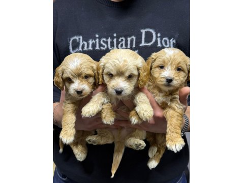Tüy Dökmeyen Maltipoo Yavrular