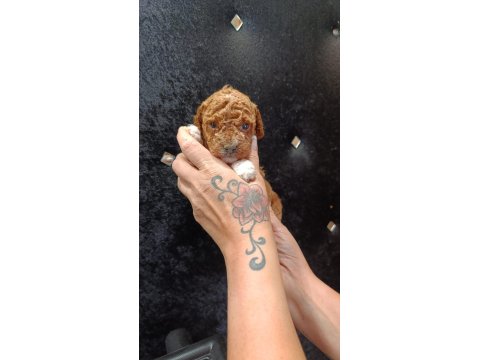 Harika Poodle Minikler