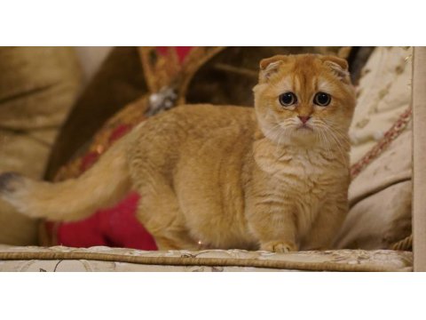 Scottish Fold Munchkin