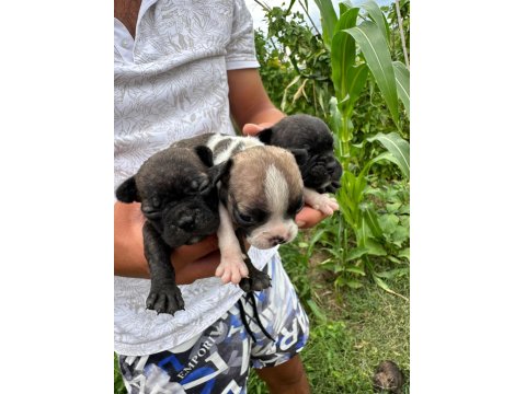 A Kalite French Bulldog Yavruları Yalova
