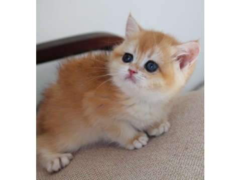 Safkan Şecereli Anne Babadan Golden Ny12 British Shorthair