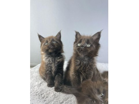 Safkan Maine Coon 03.03.2025 Doğumlu